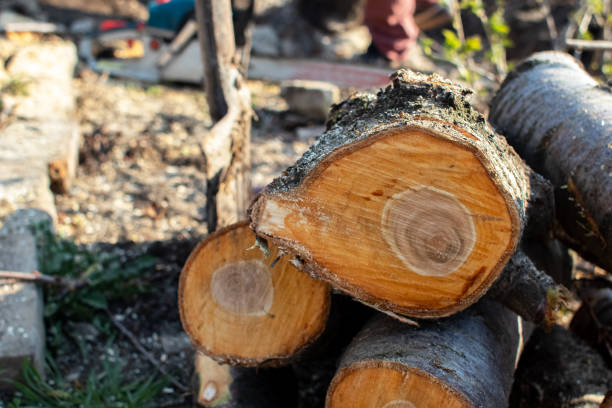 Best Storm Damage Tree Cleanup  in Dry Run, OH